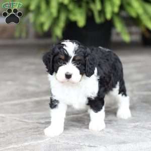 Milo, Cavapoo Puppy